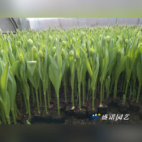 欧洲杯前瞻，荷兰队深度分析预测—郁金香能否重返荣耀之巅？